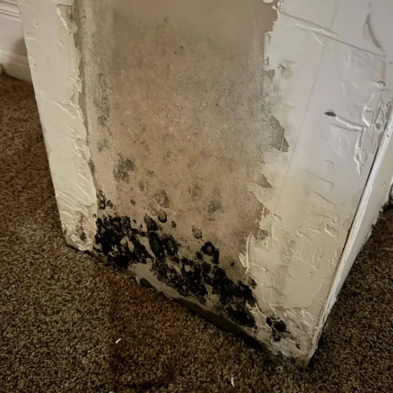 Professional Mold Removal in West Feliciana Parish, LA